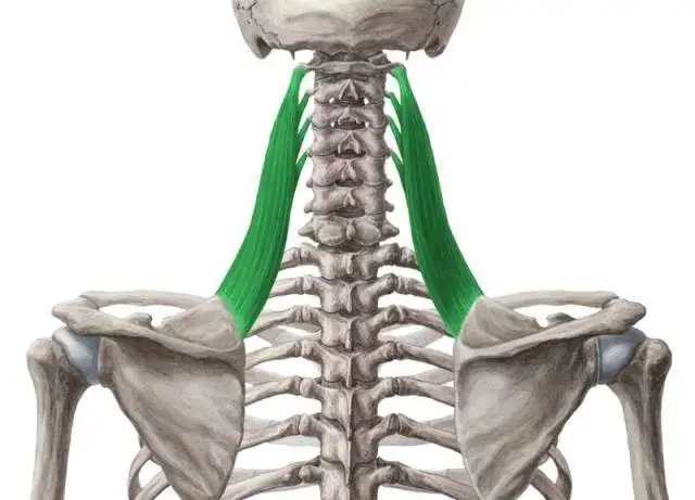 為什麼說它是肩頸問題的根源?