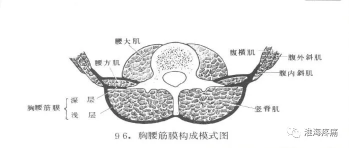 腰痛之第三腰椎橫突綜合症